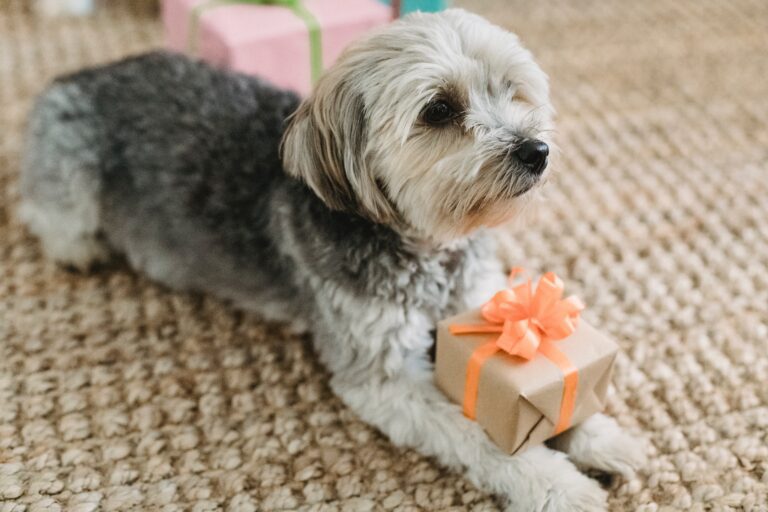 Personalized Pet Perfection: The Best Customized Gifts for Your Furry Friend